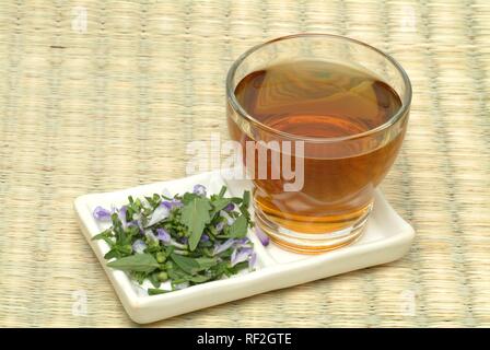 Chinese Skullcap (Scutellaria baicalensis), herbal tea Stock Photo