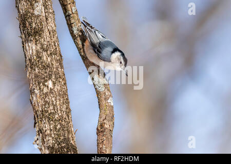 White Breasted Nuthatch climbing down tree in the winter. Stock Photo