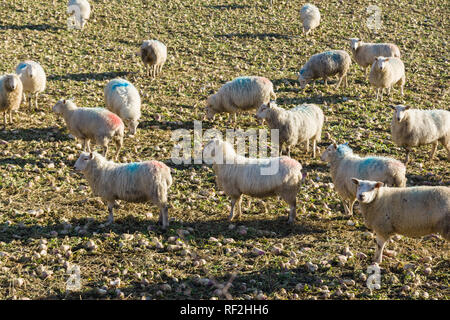 A flock of sheep grazing on stubble turnips a commonly used winter feed when quality grass is in short supply Stock Photo