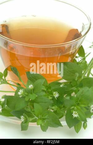 Common Chickweed or Chickenwort (Stellaria media), herbal tea, medicinal tea Stock Photo