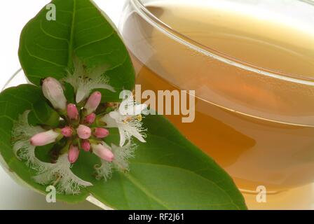 Bog-Bean or Buckbean (Menyanthes trifoliata), herbal tea, medicinal tea Stock Photo