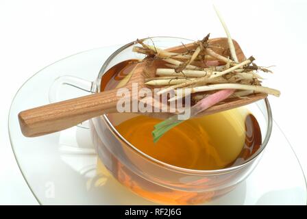 Tea made from Couch Grass (Elymus repens, Agropyron repens) roots, herbal tea, medicinal tea Stock Photo