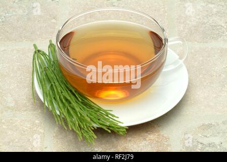 Field Horsetail (Equisetum arvense), herbal tea