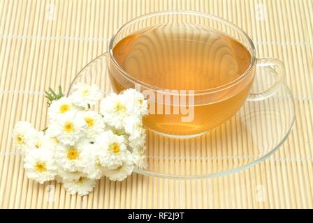 Roman Chamomile or Garden Camomile (Anthemis nobilis), herbal tea Stock Photo