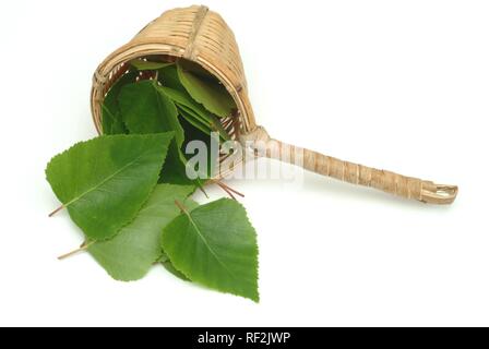 Silver -, White - or European Weeping Birch leaves (Betula pendula), medicinal plant, healing plant Stock Photo