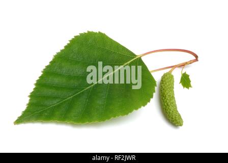 Silver -, White - or European Weeping Birch leaves (Betula pendula), medicinal plant, healing plant Stock Photo