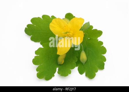 Greater Celandine or Tetterwort (Chelidonium majus), medicinal plant, poisonous Stock Photo