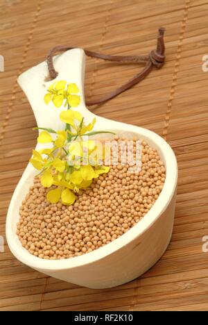 White or Yellow Mustard (Sinapis alba), medicinal plant Stock Photo