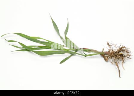 Couchgrass, Couch Grass root (Elymus repens), medicinal plant Stock Photo