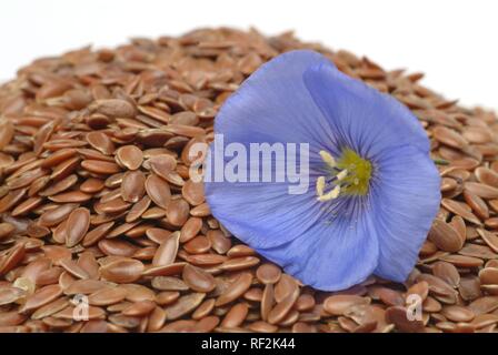 Flax or Linseed (Linum usitatissimum), medicinal plant Stock Photo