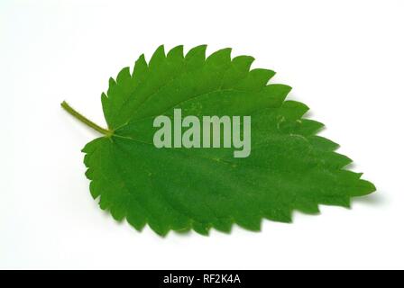 Stinging Nettle (Urtica dioica) Stock Photo