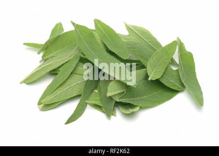 Common Sage leaves (Salvia officinalis), medicinal plant, herb Stock Photo