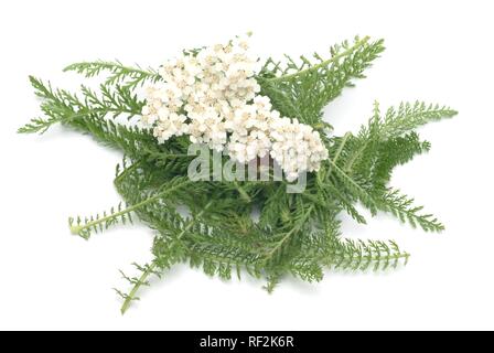 Common Yarrow (Achillea millefolium), medicinal plant Stock Photo