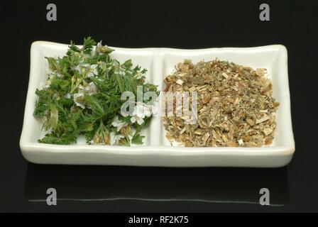Common Yarrow (Achillea millefolium), medicinal plant Stock Photo
