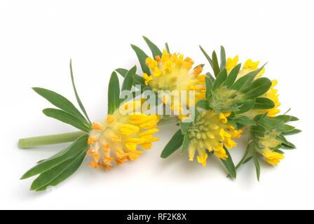 Kidney Vetch, Kidneyvetch (Anthyllis vulneraria), medicinal plant Stock Photo
