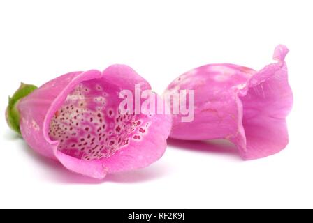 Purple Foxglove or Lady's Glove (Digitalis purpurea), medicinal plant Stock Photo