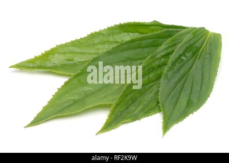 Purple Foxglove or Lady's Glove leaves (Digitalis purpurea), medicinal plant Stock Photo