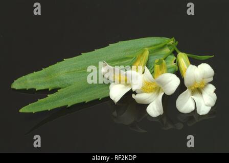 Hedge Hyssop (Gratiola officinalis), medicinal plant Stock Photo