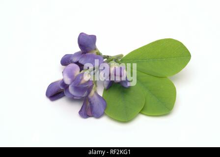 Blue Wild Indigo, Blue False Indigo (Baptisia australis), medicinal plant Stock Photo