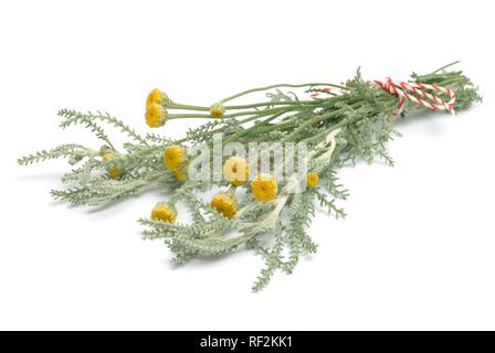 Cotton Lavender or Gray Santolina (Santolina chamaecyparissus), medicinal plant Stock Photo