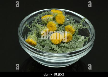 Cotton Lavender or Gray Santolina (Santolina chamaecyparissus), medicinal plant in a glass bowl Stock Photo