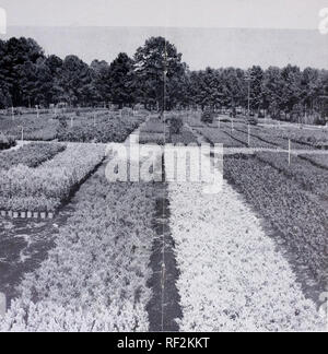 . Catalogue : 1955 - 1956. Nurseries (Horticulture) Catalogs; Nursery stock Catalogs; Evergreens Catalogs; Trees Catalogs; Shrubs Catalogs; Climbing plants Catalogs; Junipers Catalogs; Conifers Catalogs. HETZI JUNIPER CENTER FOREGROUND. ALL STOCK IS SHEARED FREQUENTLY TO MAKE MORE COMPACT GROWTH—WATER AND FERTILIZER CONSTANTLY AVAILABLE AS NEEDED.. Please note that these images are extracted from scanned page images that may have been digitally enhanced for readability - coloration and appearance of these illustrations may not perfectly resemble the original work.. Verhalen Nursery Co; Henry G Stock Photo