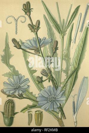 Common Chicory, Succory or Blue Sailors (Cichorium intybus), medicinal plant, historical chromolithograph dated to 1880 Stock Photo
