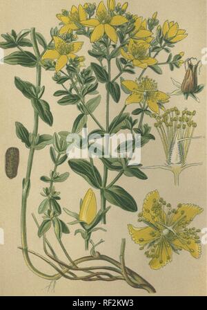St. John's Wort (Hypericum perforatum) aka Tipton's Weed or Klamath Weed, medicinal plant, historical chromolithograph dated to Stock Photo