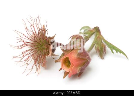 Water Avens or Purple Avens (Geum rivale), medicinal plant Stock Photo