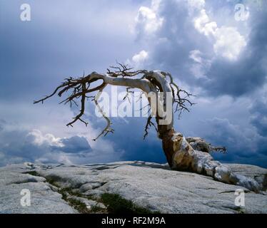 Dried-up Jeffrey pine (pinus jeffreyi), Sentimel Dome, California, USA Stock Photo
