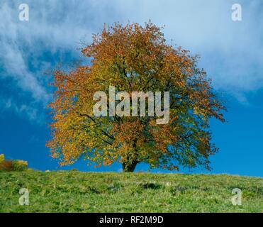 Cherry tree (Cerasus), autumn foliage Stock Photo