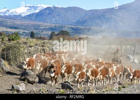 Gauchos on horseback at the cattle drive, Lanin National Park, Patagonia, Argentina Stock Photo