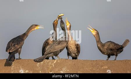 Great cormorant (Phalacrocorax carbo), group is fighting over a captured fish, National Park Kiskunság, Hungary Stock Photo