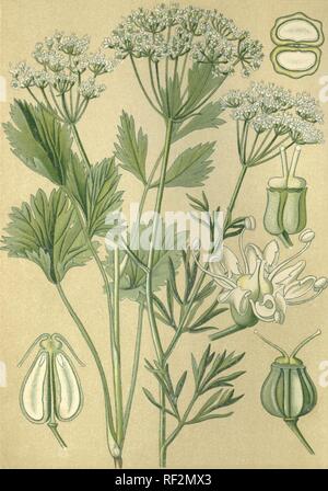 Anise or Aniseed (Pimpinella anisum), medicinal plant, historical chromolithograph dated to 1880 Stock Photo