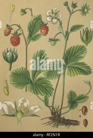 Wild Strawberry (Fragaria vesca), medicinal plant, historical chromolithograph dated to 1880 Stock Photo