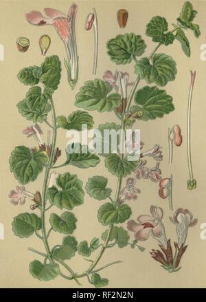 Ground-ivy (Glechoma hederacea), medicinal plant, historical chromolithograph dated to 1880 Stock Photo