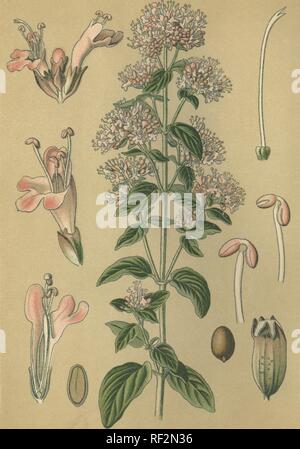 Oregano or Pot Marjoram (Origanum vulgare, Origano comune), medicinal plant, historical chromolithograph dated to 1880 Stock Photo