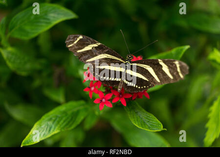 A black and yellow white Zebra Longwing Heliconian Heliconius charitonius butterfly close up on a red flower with green Stock Photo