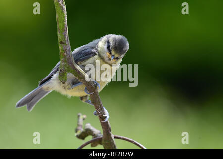 Portrait of a baby bluetit (cyanistes caeruleus) perching on a branch Stock Photo