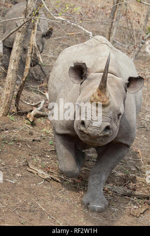 Black rhinoceroses, Diceros bicornis, in Majete Wildlife Reserve have poor eye-sight and rely on smell to detect threats. They're quick to charge Stock Photo