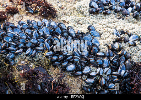 Colorful shells, coral, and sea creatures on the beach.  The patterns and colors change with each incoming and out going tide. Stock Photo