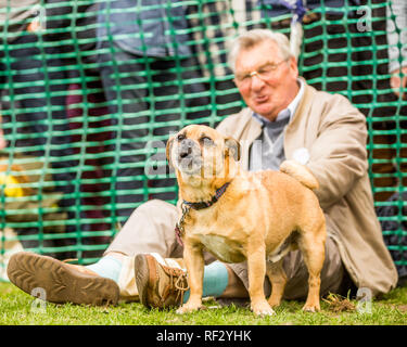 An older man with his barking dog in a dog show in London Stock Photo