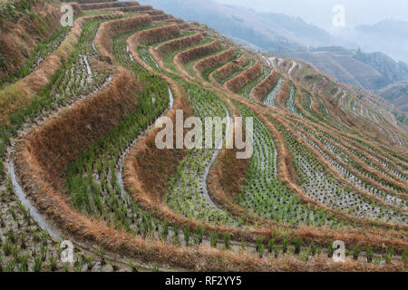 Rice terraces circle around the highmountain slopes of Longshen, China Stock Photo