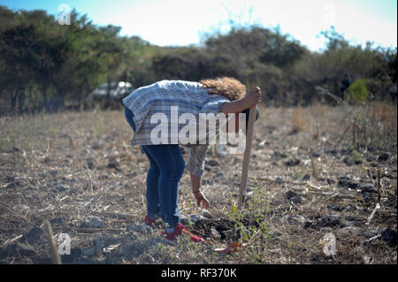 23 January 2019, Mexico, Huitzuco: Participants of the 4th National Search Brigade are searching for hidden graves. More than 40,000 people are considered missing in Mexico. A group of relatives tries on their own to find hidden graves and thus perhaps to make the mourning possible for some families. (to dpa 'The Search for Certainty - Hidden Tombs in Mexico' of 24.01.2019) Photo: Jesus Alvarado/dpa Stock Photo