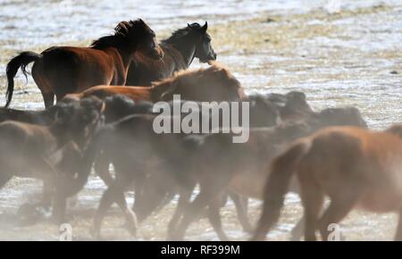 Shandan, China's Gansu Province. 23rd Jan, 2019. A herd of horses are seen at the snow-covered Shandan Ranch in Shandan County of Zhangye City, northwest China's Gansu Province, Jan. 23, 2019. Credit: Chen Bin/Xinhua/Alamy Live News Stock Photo