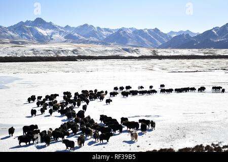 Shandan, China's Gansu Province. 23rd Jan, 2019. A herd of yaks are seen grazing on the snow-covered grassland at the Shandan Ranch with the Qilian Mountains in the background in Shandan County of Zhangye City, northwest China's Gansu Province, Jan. 23, 2019. Credit: Li Xiao/Xinhua/Alamy Live News Stock Photo