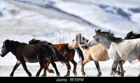 Shandan, China's Gansu Province. 23rd Jan, 2019. A herd of horses are seen at the snow-covered Shandan Ranch in Shandan County of Zhangye City, northwest China's Gansu Province, Jan. 23, 2019. Credit: Chen Bin/Xinhua/Alamy Live News Stock Photo