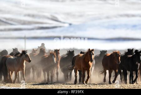 Shandan, China's Gansu Province. 23rd Jan, 2019. A herd of horses are seen at the snow-covered Shandan Ranch in Shandan County of Zhangye City, northwest China's Gansu Province, Jan. 23, 2019. Credit: Chen Bin/Xinhua/Alamy Live News Stock Photo