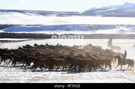 Shandan, China's Gansu Province. 23rd Jan, 2019. A herdsman keeps the herd together at the snow-covered Shandan Ranch in Shandan County of Zhangye City, northwest China's Gansu Province, Jan. 23, 2019. Credit: Li Xiao/Xinhua/Alamy Live News Stock Photo