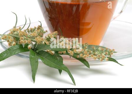 Mugwort or Common Wormwood (Artemisia vulgaris), herbal tea, medicinal tea Stock Photo